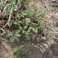 Synostemon bacciformis (L.) G.L.Webster